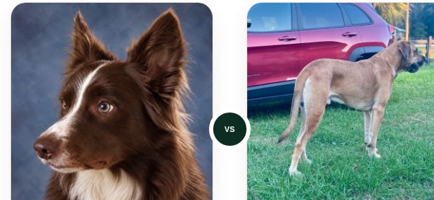 Two real dogs in a WhichPup matchup